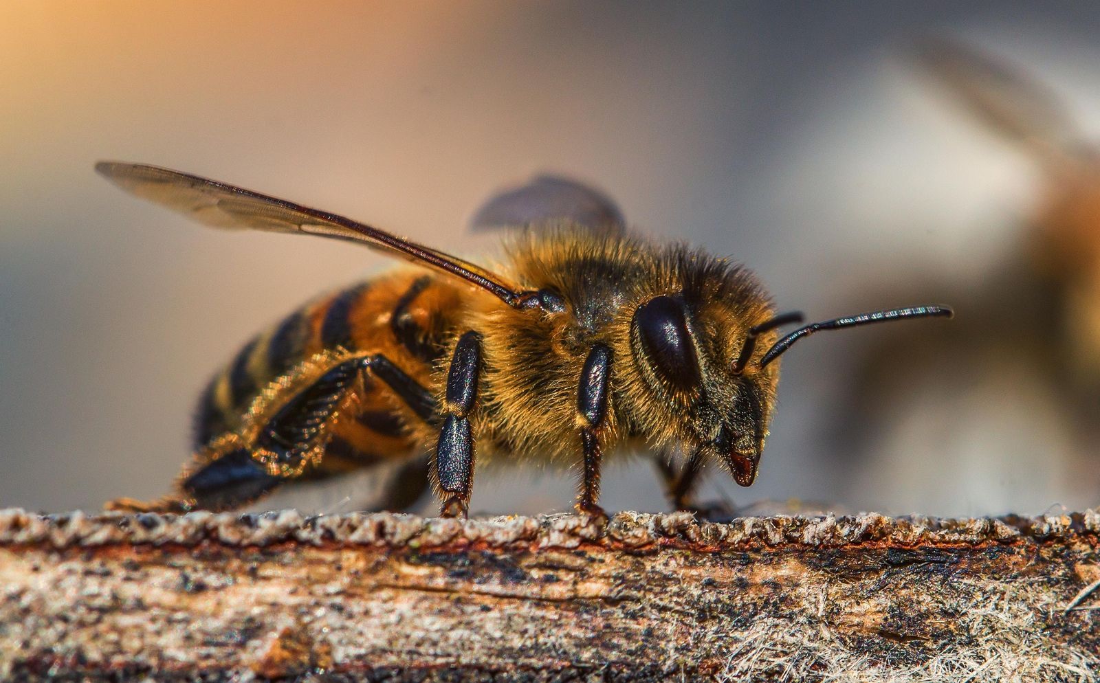 Abeille domestique posée sur une planche de bois
