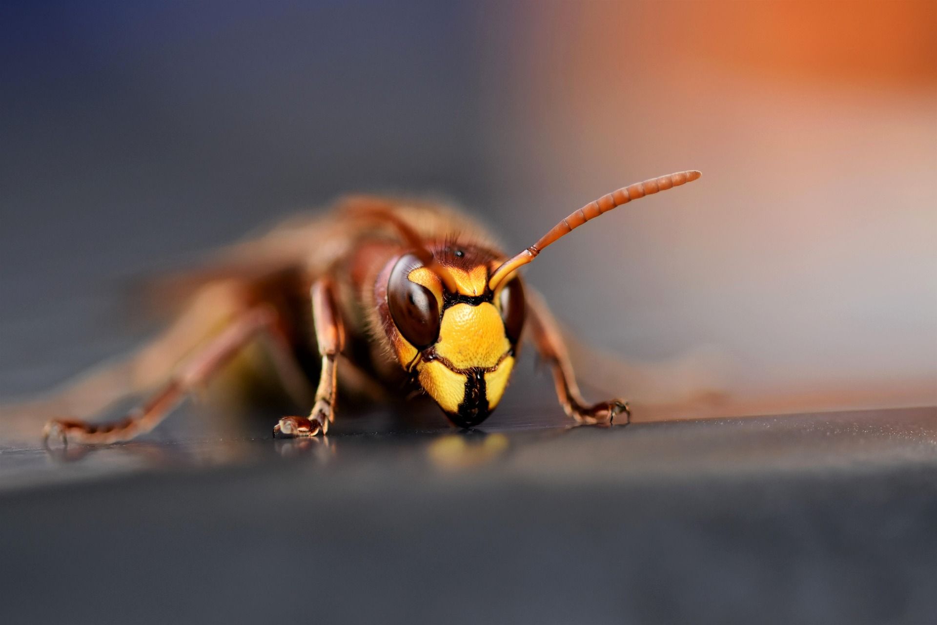 Frelon européen (Vespa crabro) en gros plan, tête jaune et antennes rousses