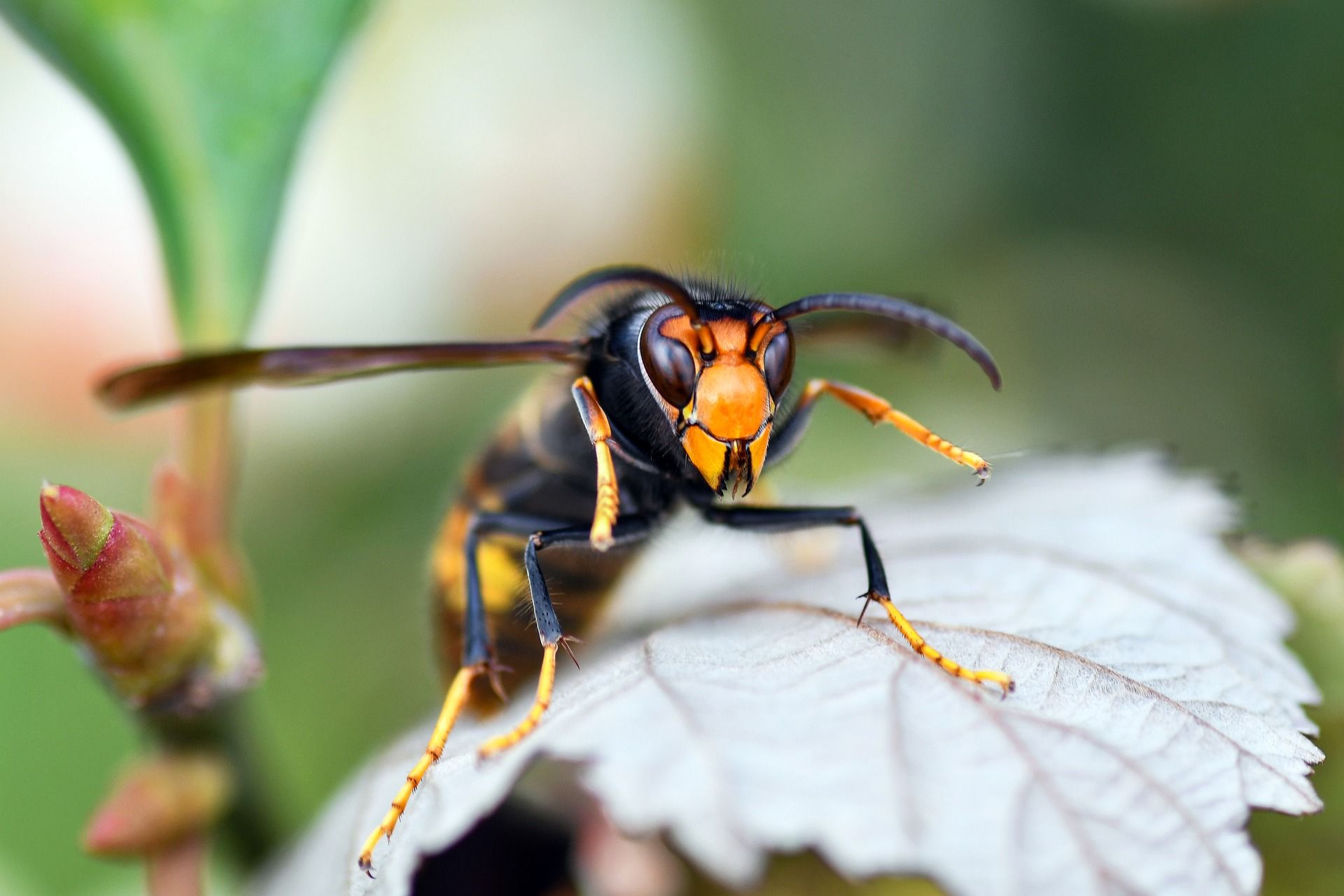 Frelon asiatique posé, vu de profil, avec le bout des pattes jaune