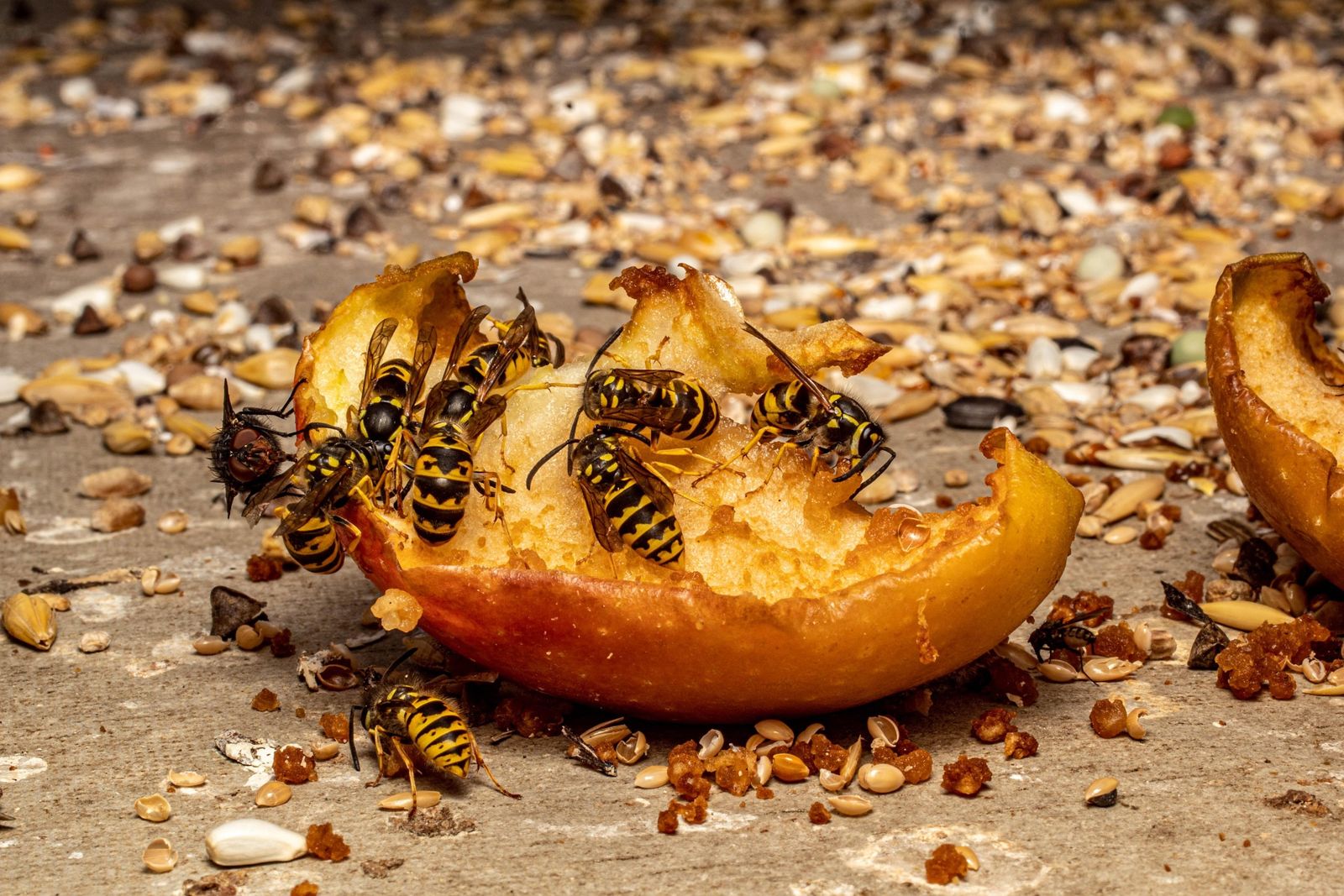 Guêpes sur un fruit tombé dans un jardin en fin d'été