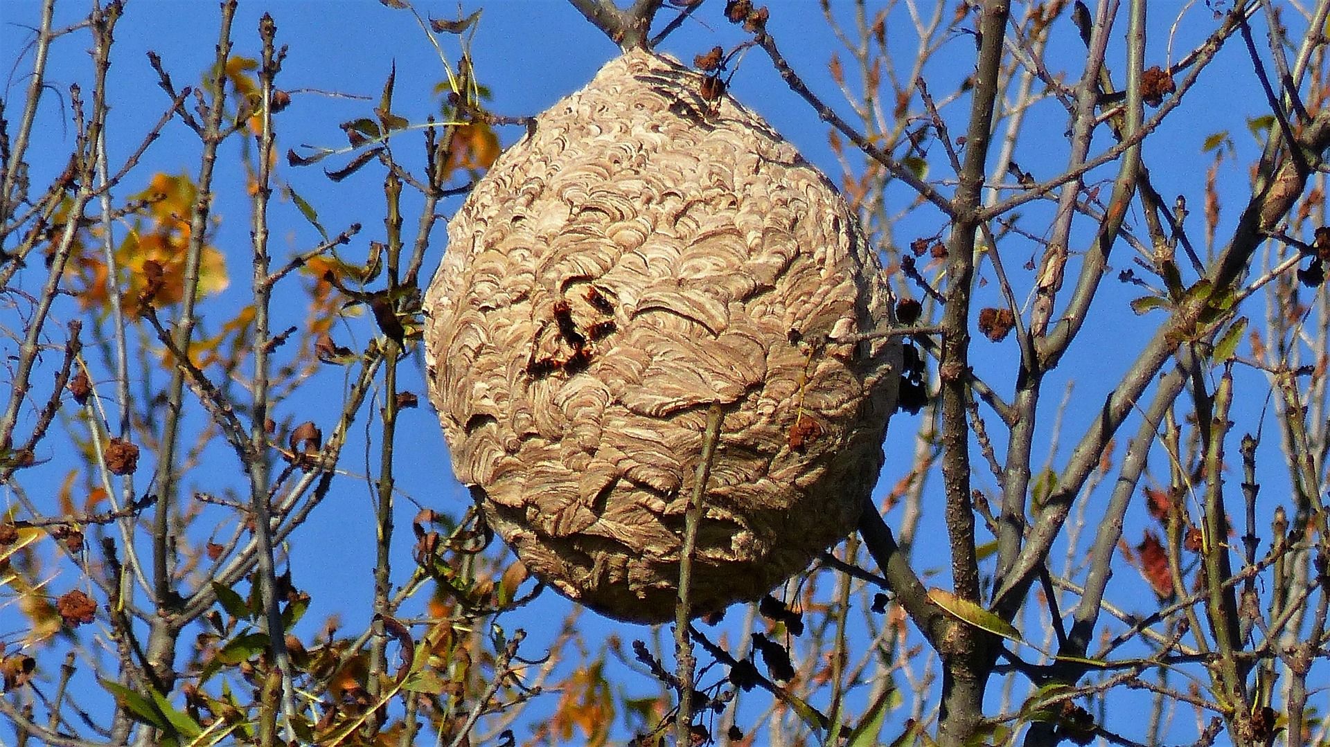 Nid secondaire de frelon asiatique accroché dans un arbre défeuillé