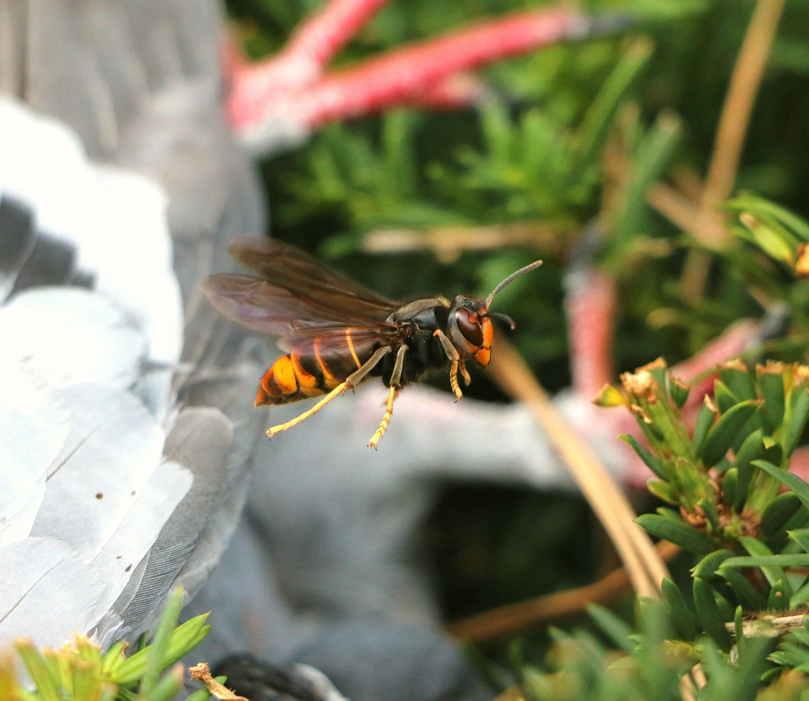 Frelon asiatique en vol de chasse au-dessus d'un jardin