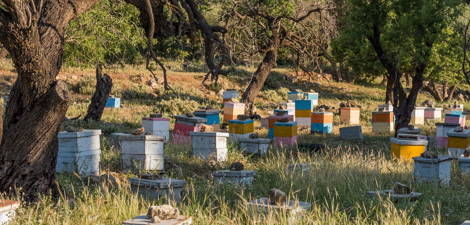 Ruches colorées d'un rucher sous des arbres fruitiers