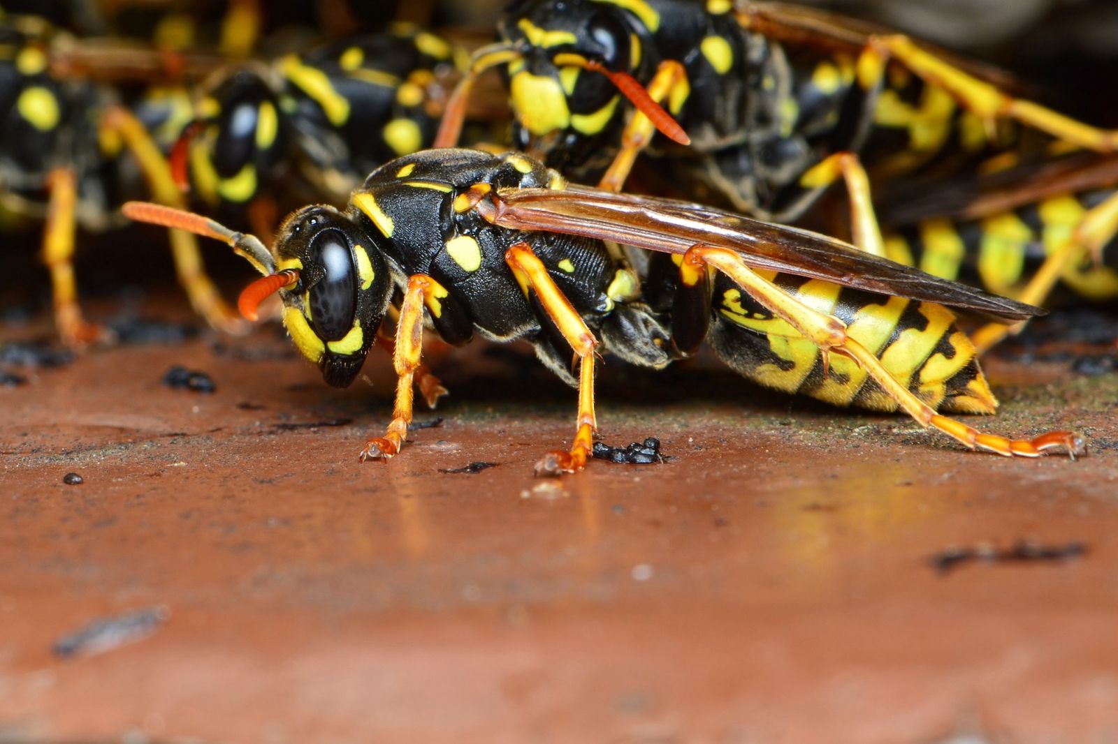 Guêpes aux rayures jaunes et noires régulières